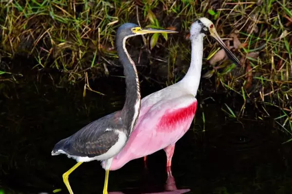 Exploring the Natural Beauty of Lakes Park in Fort Myers,Billee Silva, PA, ABR SRS