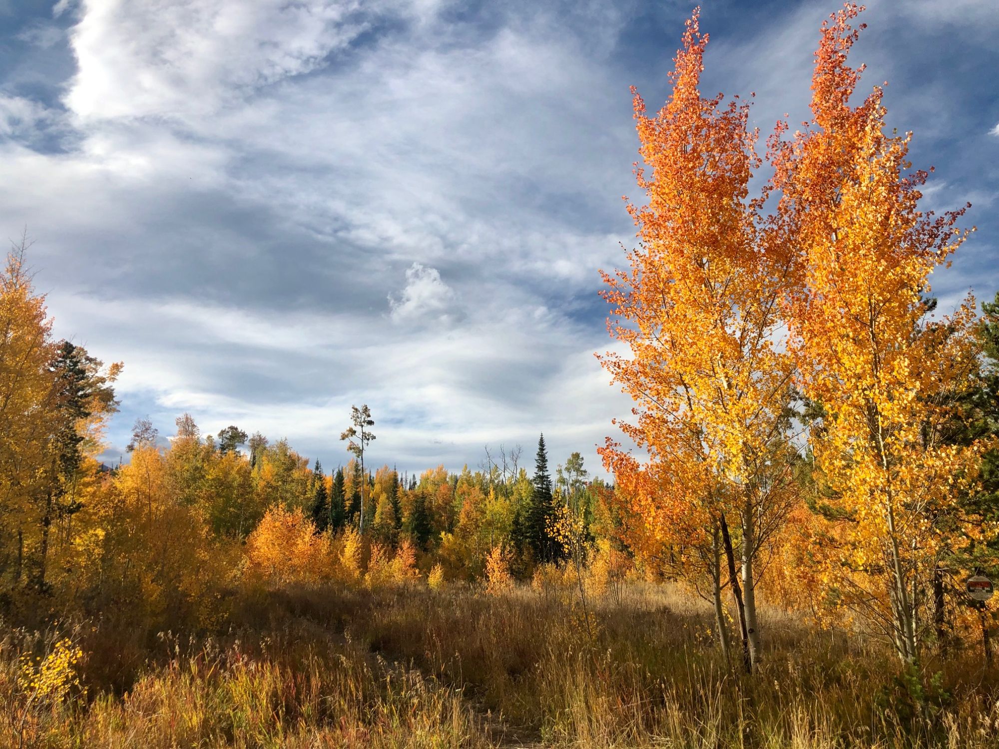 Leaf peeping Silverthrone, Colorado on the Mesa Cortina Trail