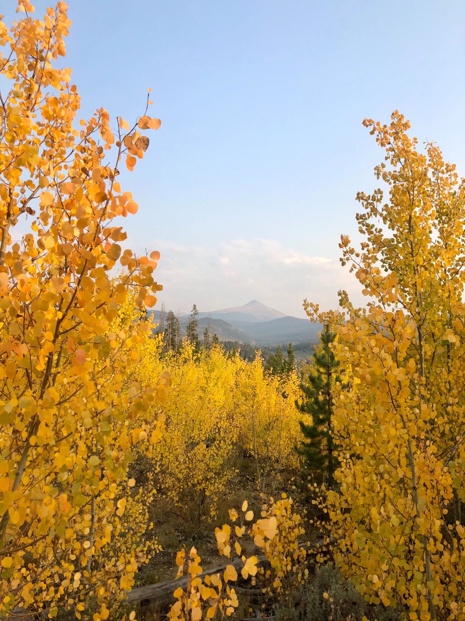 Golden aspens Colorado Trail in Breckenridge