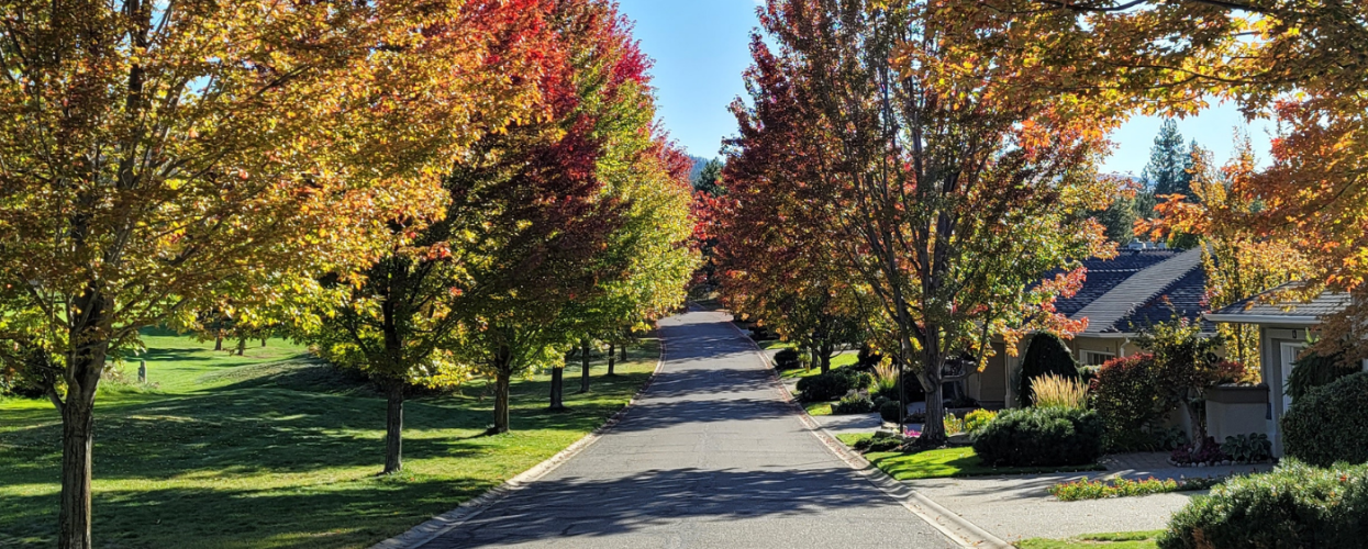 gallaghers canyon tree lined street