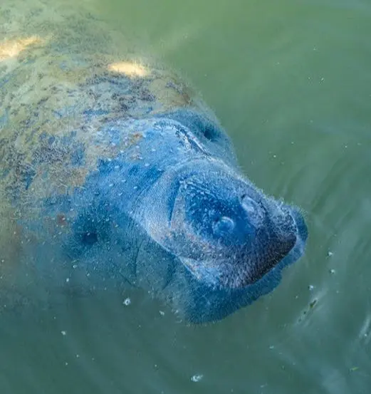 Manatee Park: A Natural Oasis in Fort Myers,Billee Silva, PA, ABR SRS