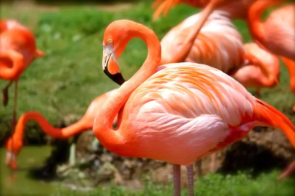 The Wonder Gardens: A Natural Marvel in Bonita Springs, Florida,Billee Silva, PA, ABR SRS