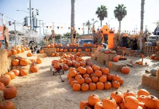 Celebrating Community and Cooler Weather: The San Antonio Pumpkin Festival ,The Cavalry Realty Group