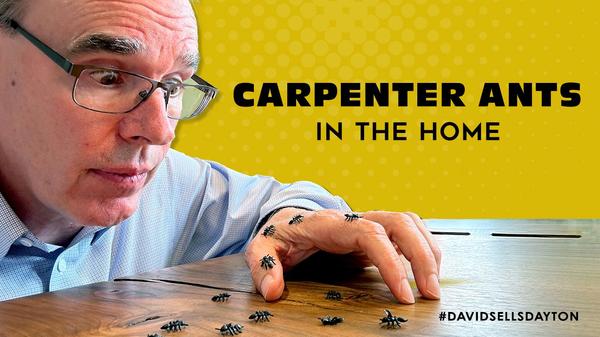 Carpenter Ants in the Home?,David Campbell