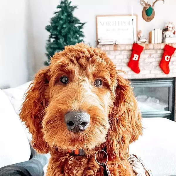 Maple, the goofy and loving Irish Doodle, bringing endless smiles and warmth to Brittany Wenninger's life.