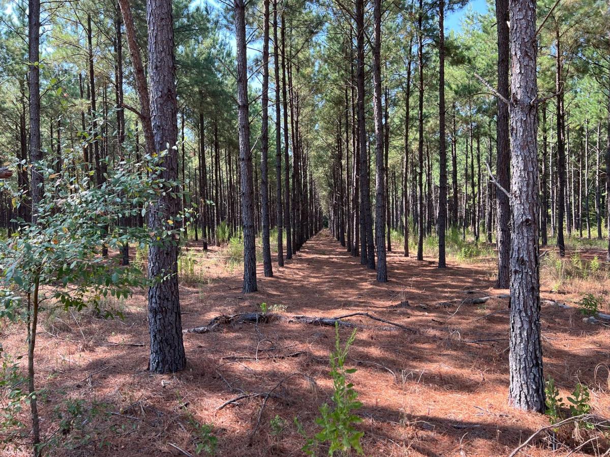 East Texas Real Estate Texas Timber Land for Sale Troup TX Smith
