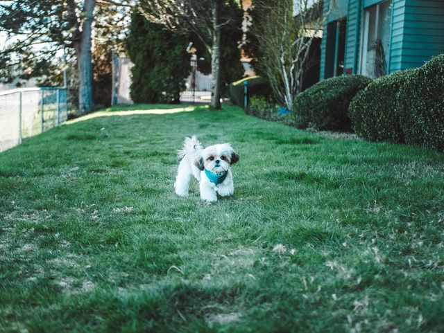 dog standing in backyard depicts Home Features Texas Buyers Are Looking For