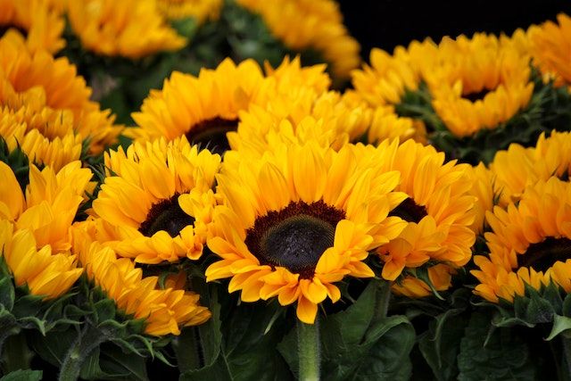 A lot of sunflowers