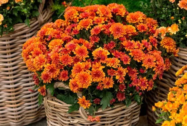 feature image of Do Deer Eat Mums? 6 Tips for Protecting Your Fall Flowers from Damage