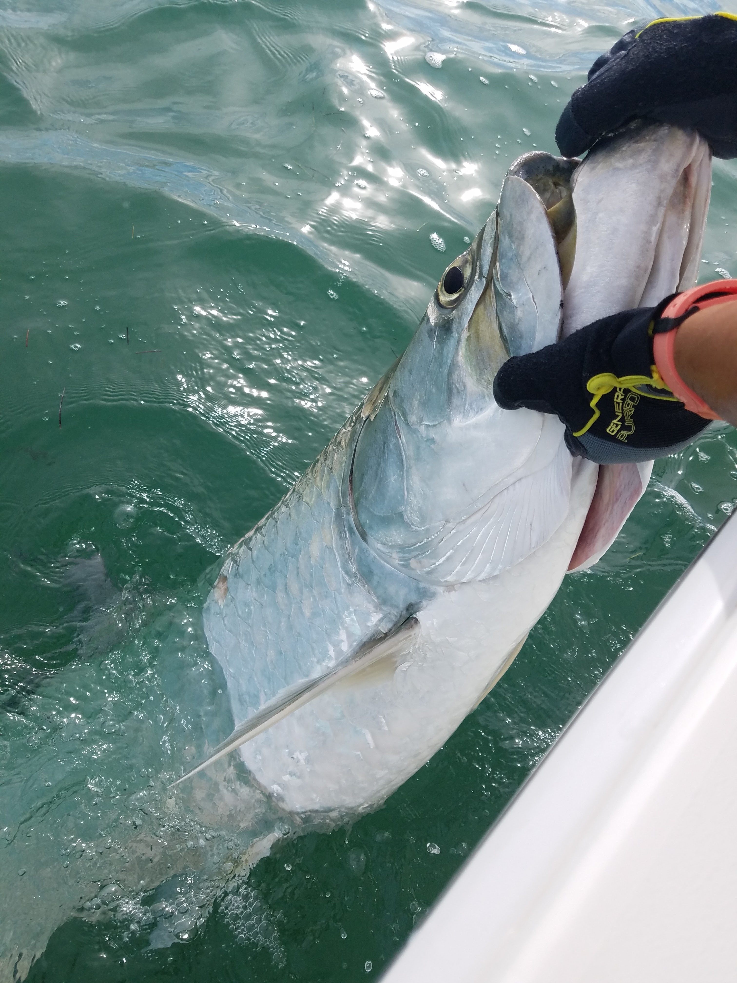 Tarpon in Florida Bay Marathon FL