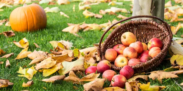 Apple & Pumpkin Picking in South Jersey: Your Guide to the Best Fall Spots,Scott Zielinski