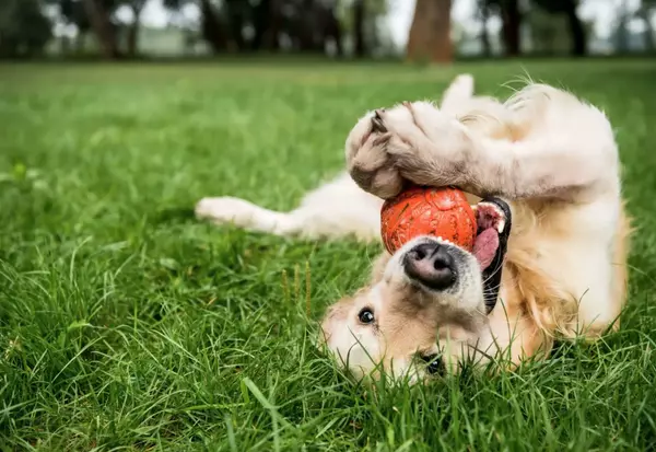 feature image of Top Dog Parks in Scottsdale,Arizona: Best Spots for Your Furry Friend