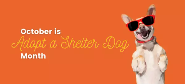  Fall for a Furry Friend: October is National Adopt a Shelter Dog Month!,Cindy Drako