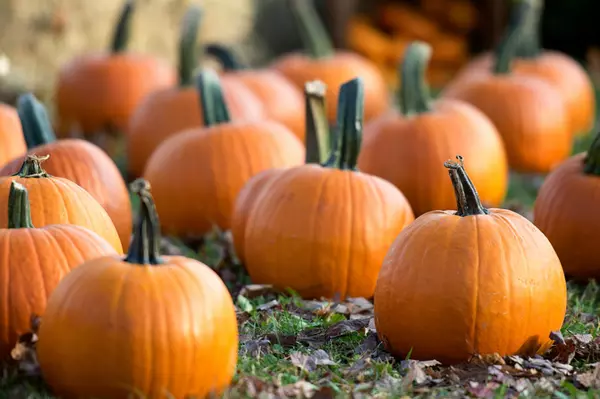 The Best Pumpkin Patches in Arizona for Fall Fun