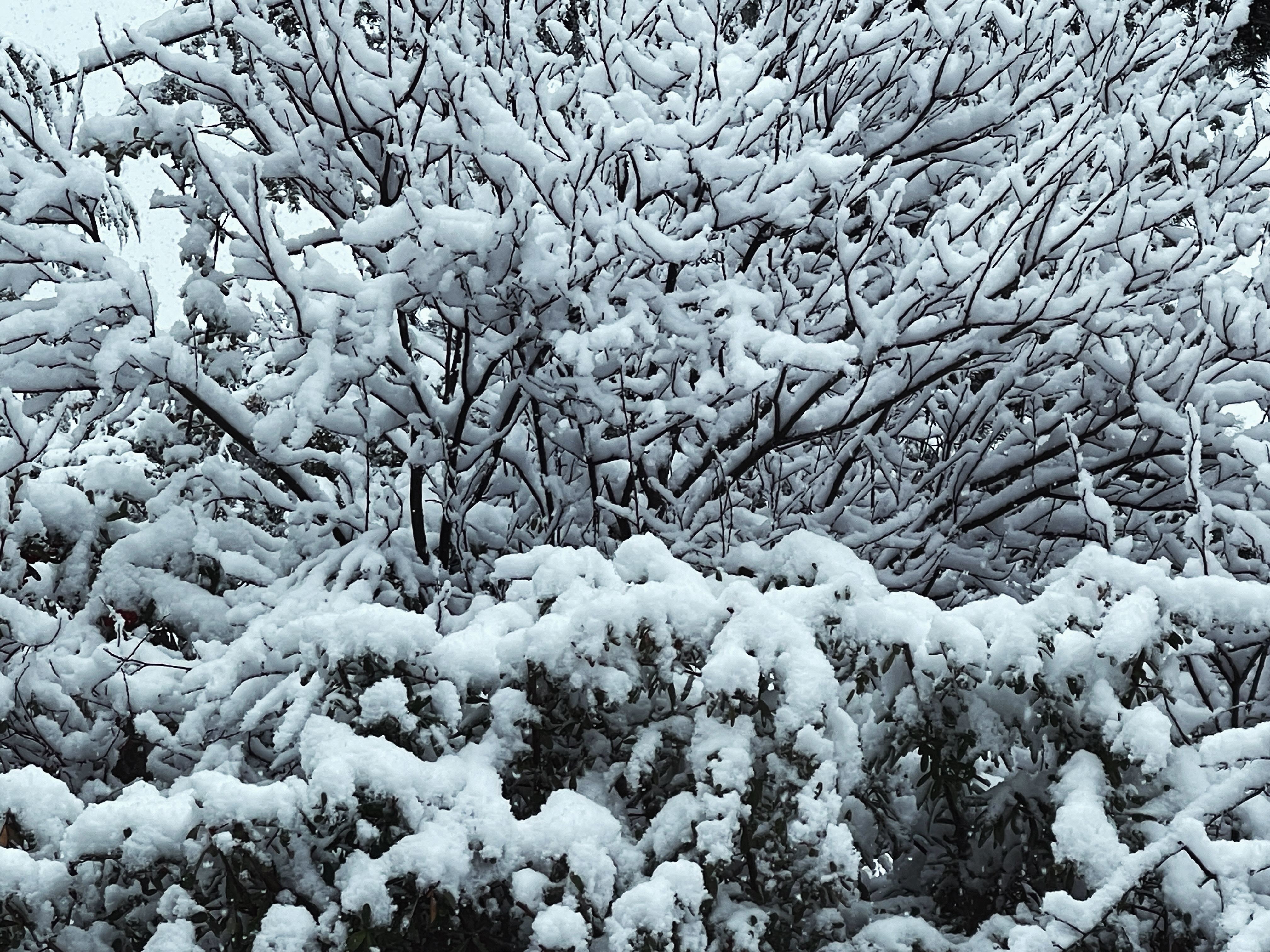 Snow in Sedona