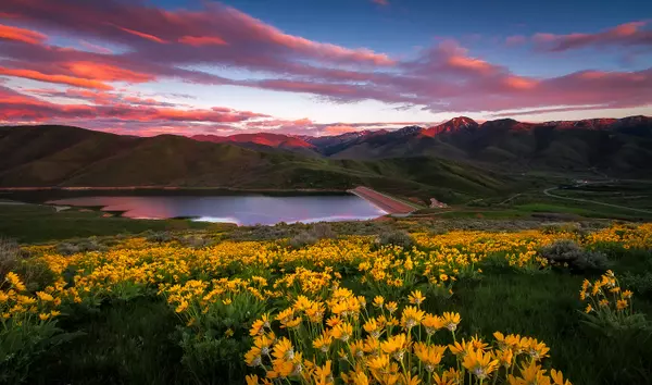 East Canyon Wildflower Sunset, Utah