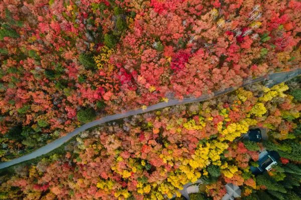 Alpine Loop Fall Leaves, Utah