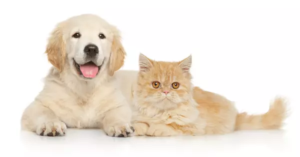 Moving with Your Pets,Grace Prescott