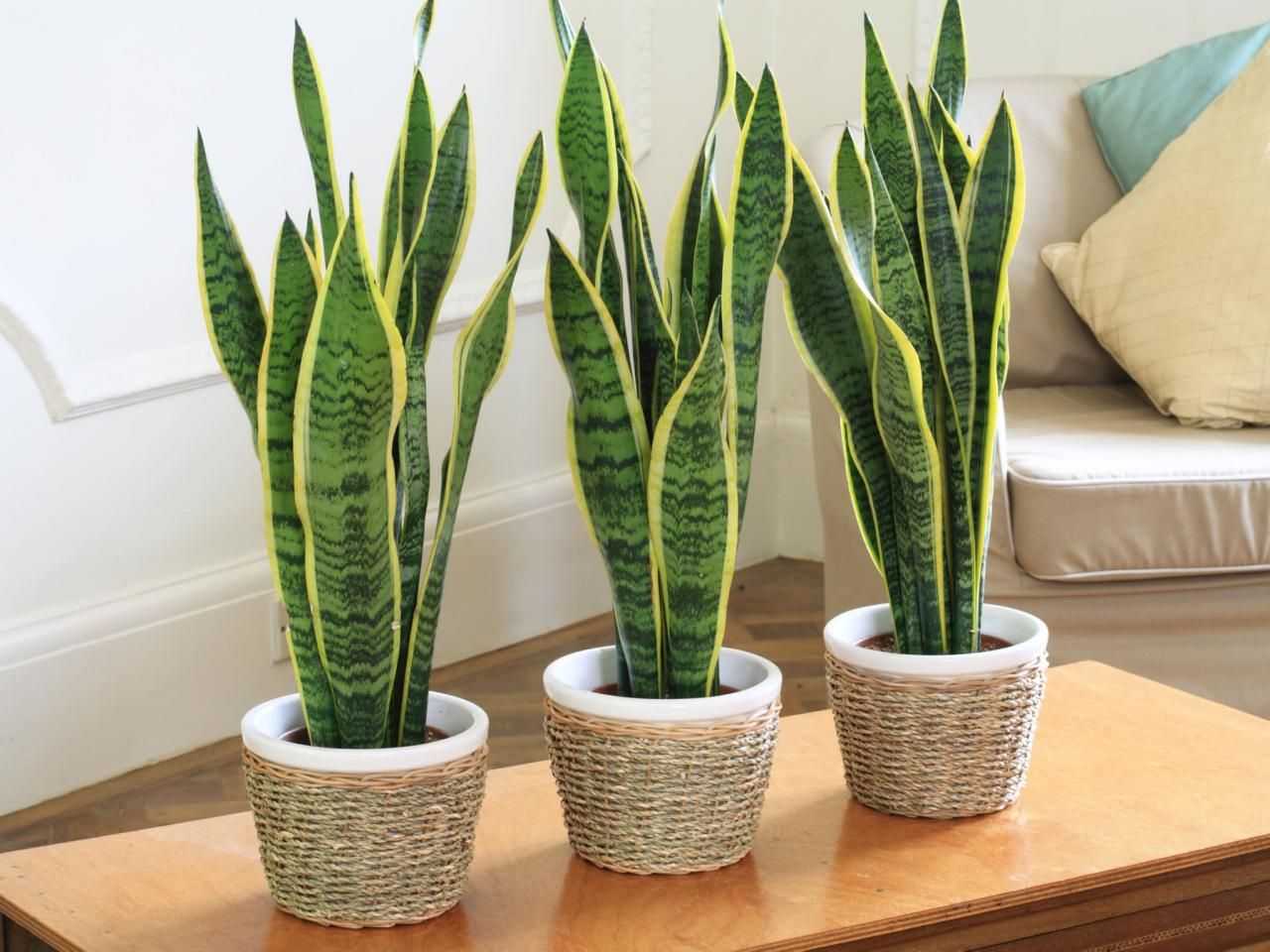 House plants for improving indoor air quality