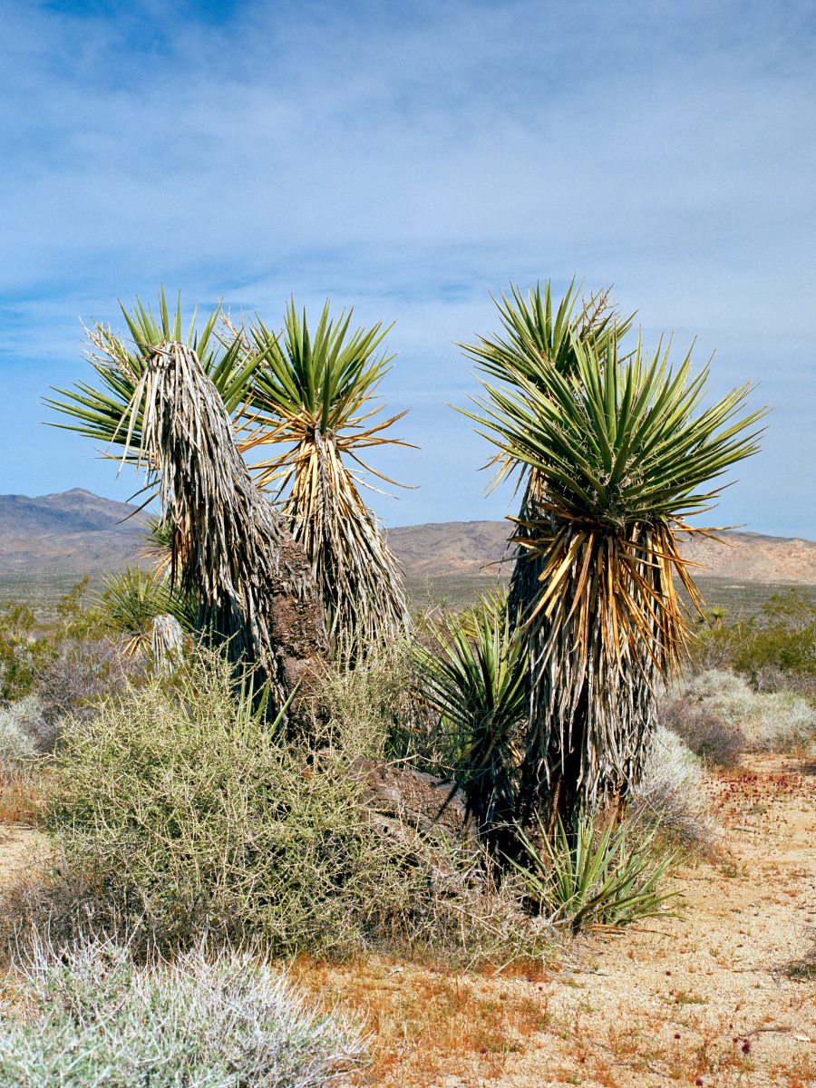 Palmdale Affordable Los Angeles City