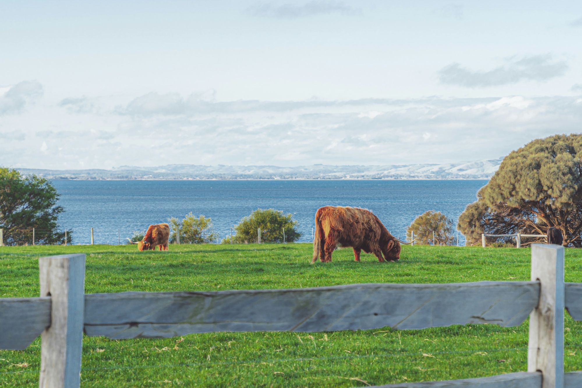 Highland cattle ranch