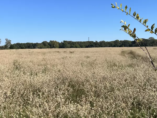 12 Land for Sale Quitman TX Carroll Bobo UC Legacy Land Company