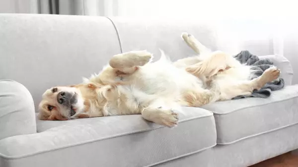 What to Look for in a Home When You're a Pet Parent