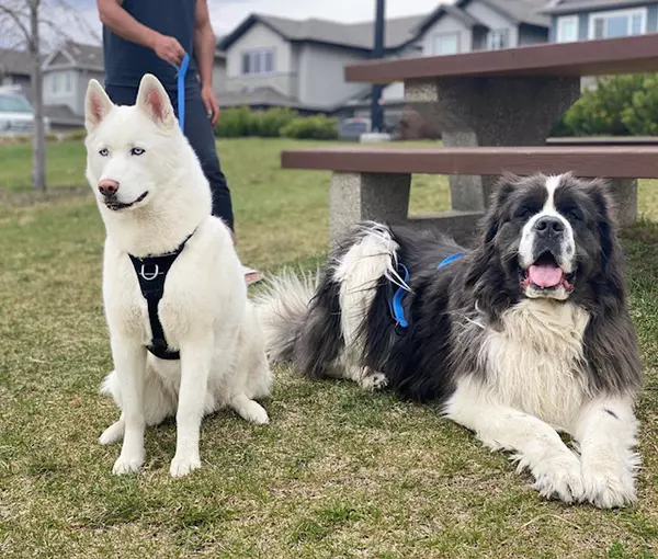 Why South Surrey Feels Like Home- A Perfect Place for Families and Pets,Riz Dhawan