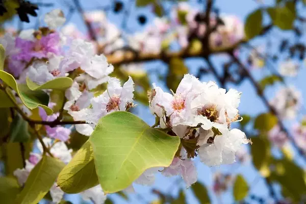 April Showers, May Flowers, Etc.,Susan Dunham