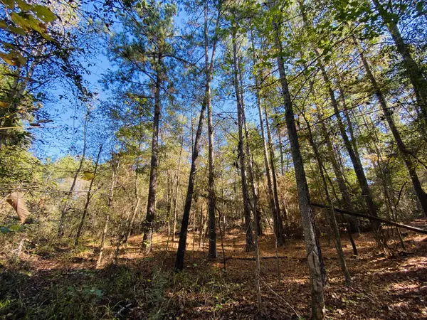 Pine trees on Small Acreage for Sale East TX Tyler TX Smith County