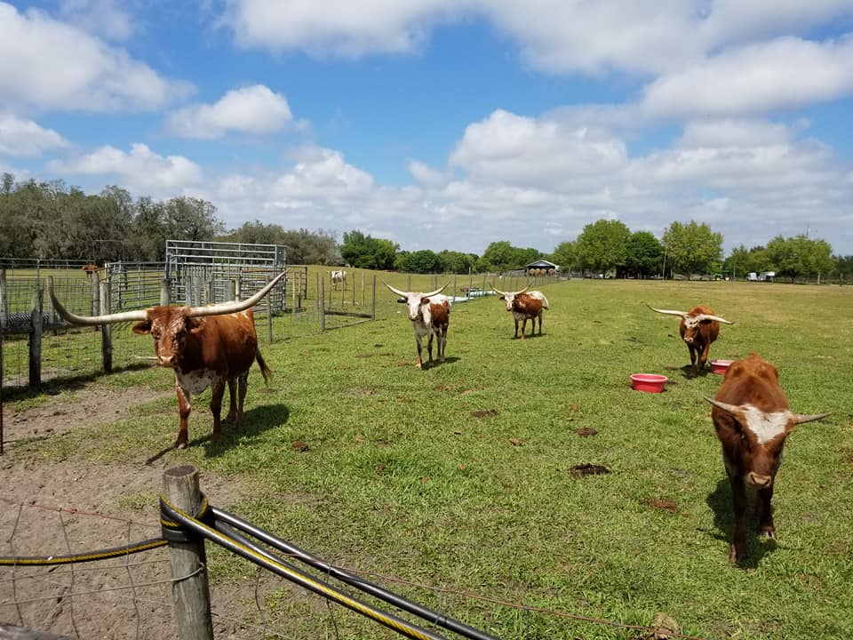 myakka city real estate | the 941 lifestyle group