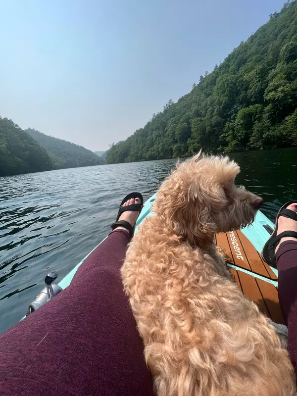 feature image of Dog-Friendly Fun