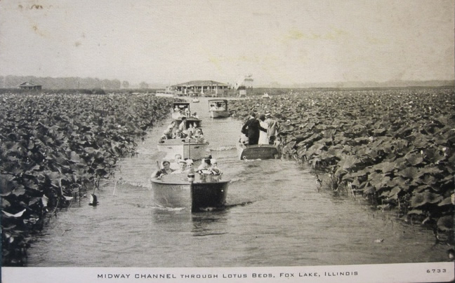 Blarney Island Swamp Lotus Flowers