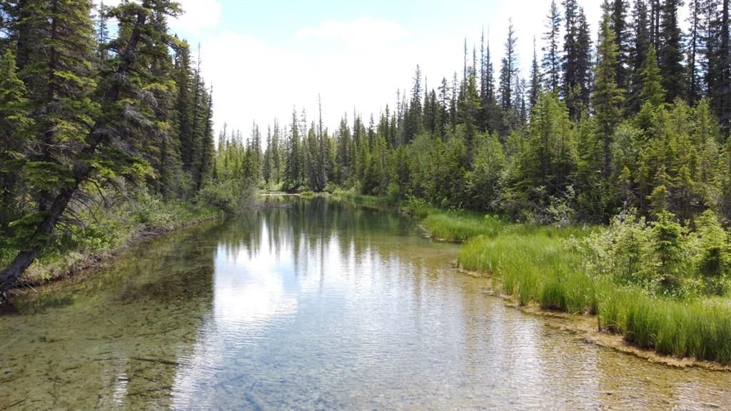 A serene natural scene featuring a clear, calm stream surrounded by lush green grass and dense evergreen trees. The water reflects the blue sky and tall trees, creating a peaceful, picturesque setting perfect for nature lovers and outdoor enthusiasts.