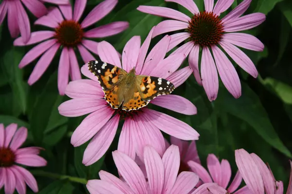 feature image of Landscaping in Oklahoma