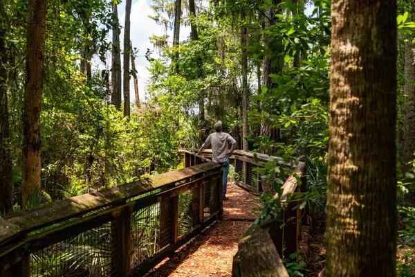 Florida’s Most Enchanting Forests to Explore