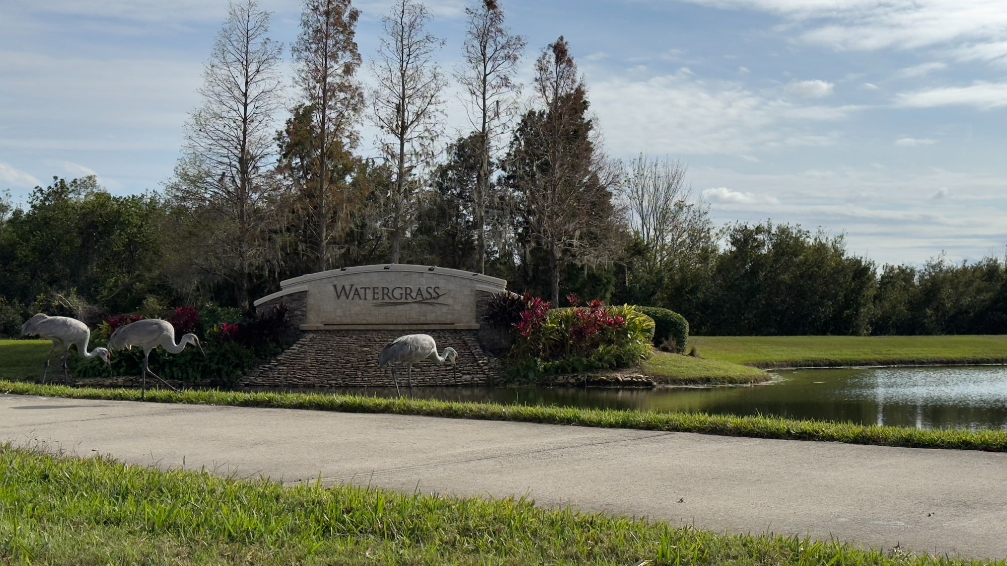 Watergrass in Wesley Chapel