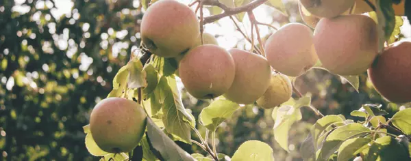 Apple Picking in the NW