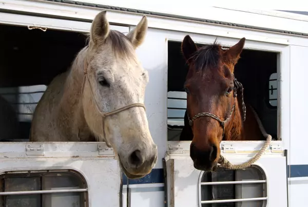 feature image of Horse Trailer Safety