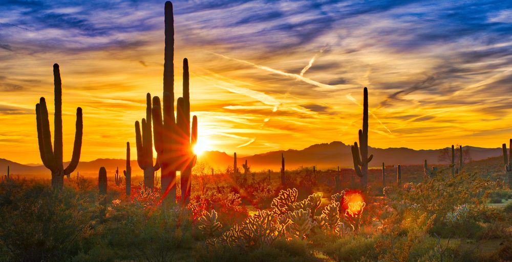 Cactus at Sunset Phoenix Arizona