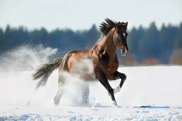 feature image of Winter Farm Safety Tips