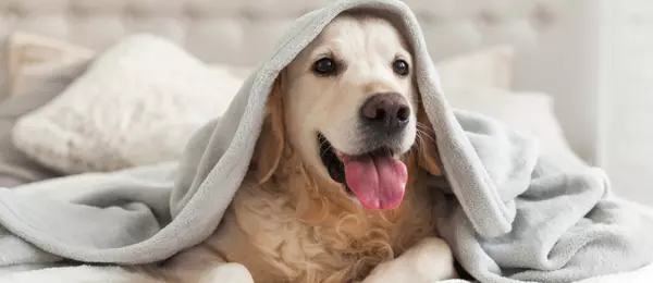 Pet Insurance: Things to consider,Christian Picado