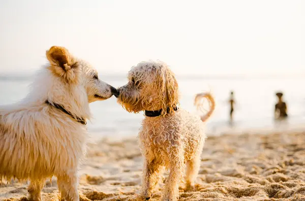 Paws in the Sand: Dog-Friendly Beaches Around Charleston,Tara Bittl