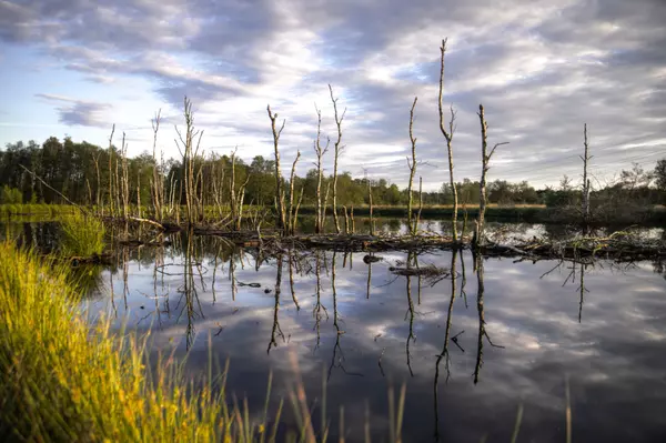 Charleston Calling: The Influx of Residents to the Lowcountry,Tara Bittl