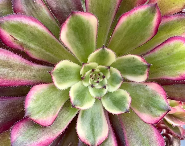 Succulent Showcase: Mardi Gras Aeonium,Rachell Lara