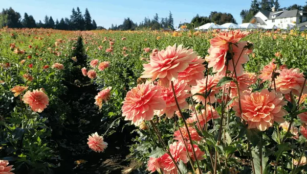What We Love About Canby, OR,Horton Group Real Estate