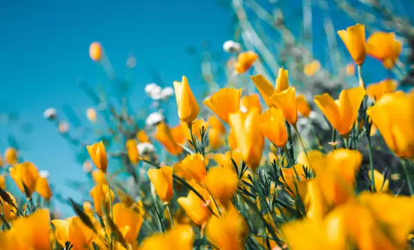 Explore Exciting Easter and Spring Events in Ventura County!,Cares Collective