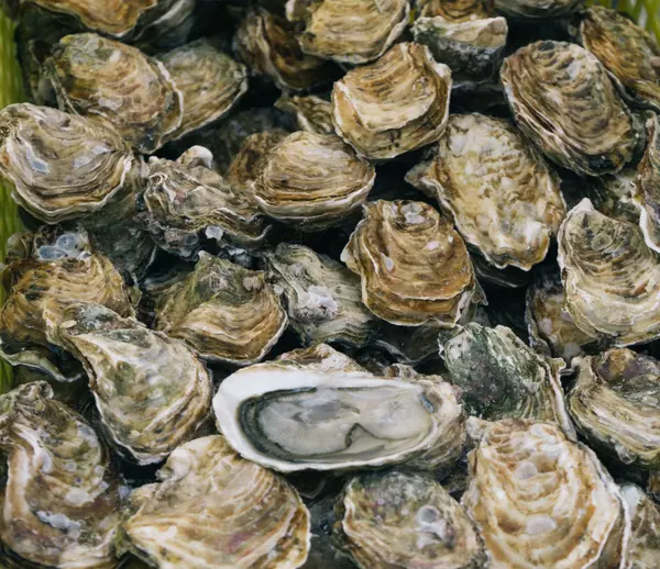 Oyster Season in St. Augustine, FL,Kevin Howard