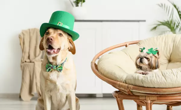 Saint Patrick's Day Weekend Festivities,Elena Stanfield