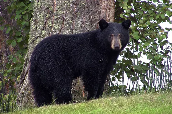 Embrace the Magic of Springtime in the Smoky Mountains,Ken Herod